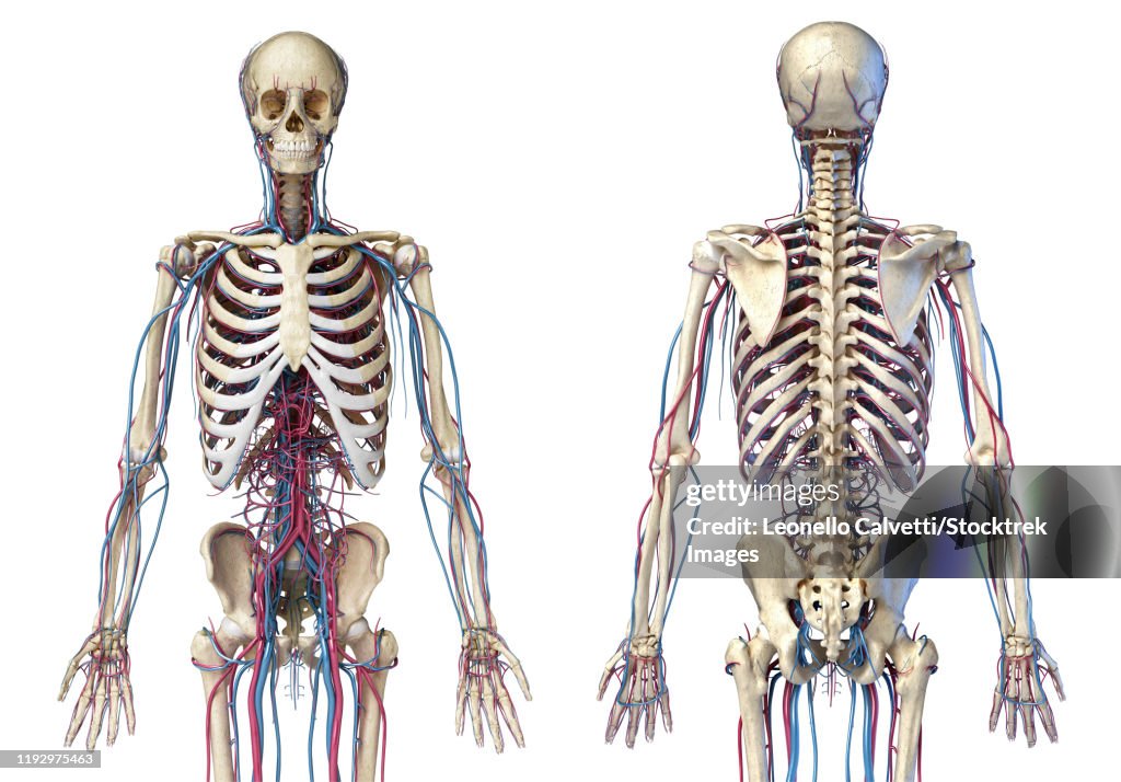 Front and back view of human skeleton with veins and arteries, white background.