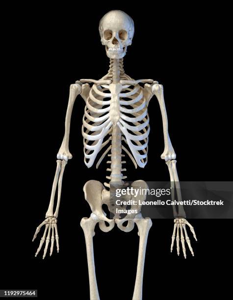 upper body view of human skeletal system on black background. - vertebrochondral stock illustrations