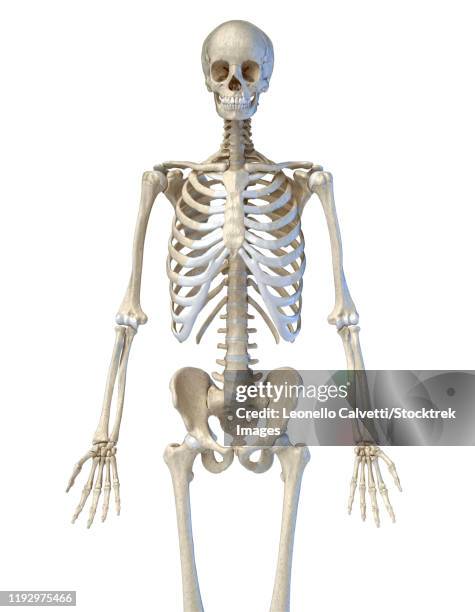 upper body view of human skeletal system on black background. - vertebrochondral stock illustrations