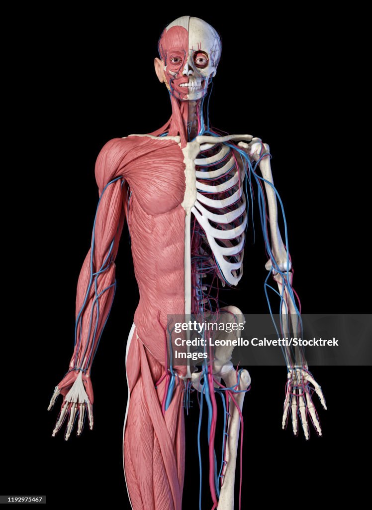 Upper body front view of skeletal, muscular and cardiovascular systems, black background.