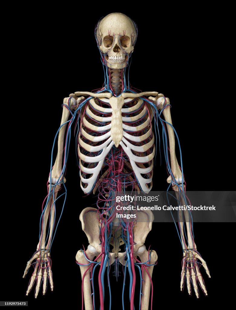 Upper body front view of human skeleton with veins and arteries, black background.