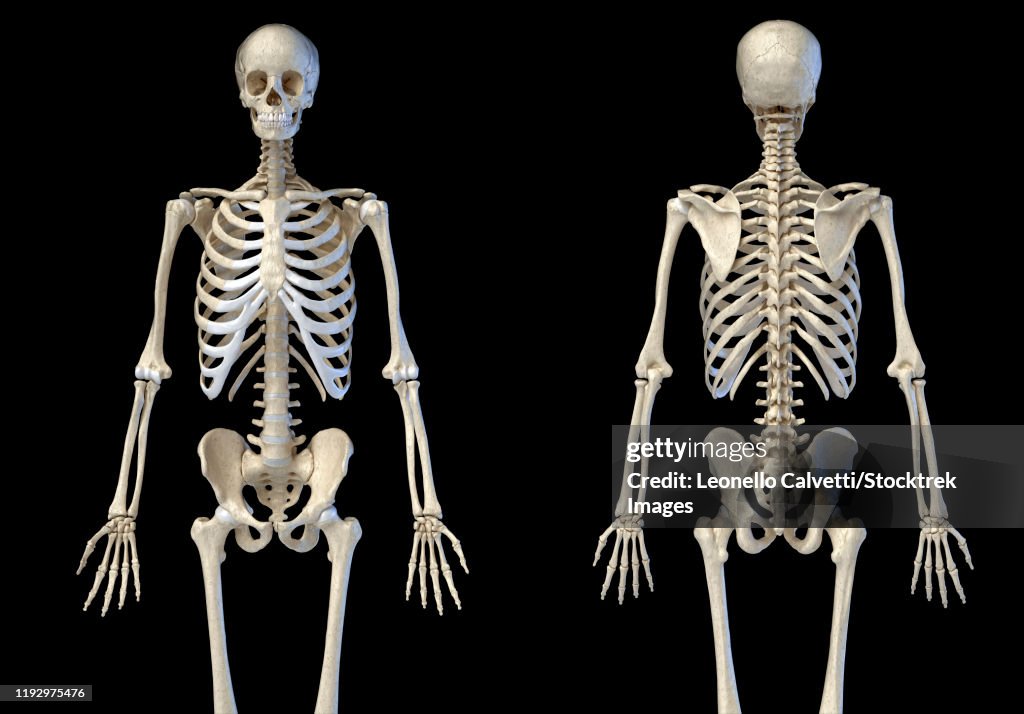 Upper body front and rear view of human skeletal system on black background.