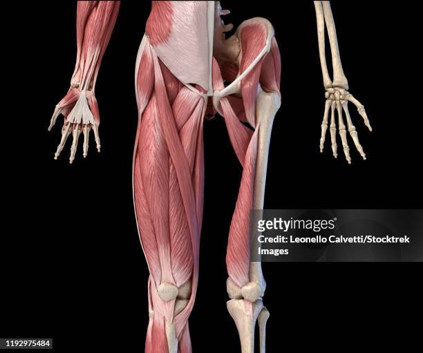 stockillustraties, clipart, cartoons en iconen met low section front view of human limbs, hip and muscular system, on black background. - tibialis anterior muscle