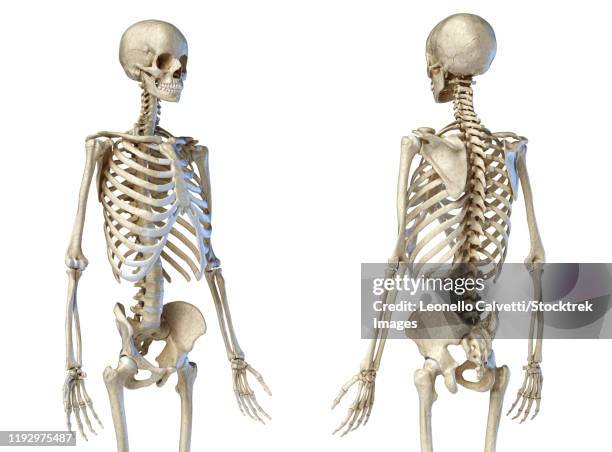 front and back perspective views of upper body human skeleton, white background. - vertebrochondral stock illustrations
