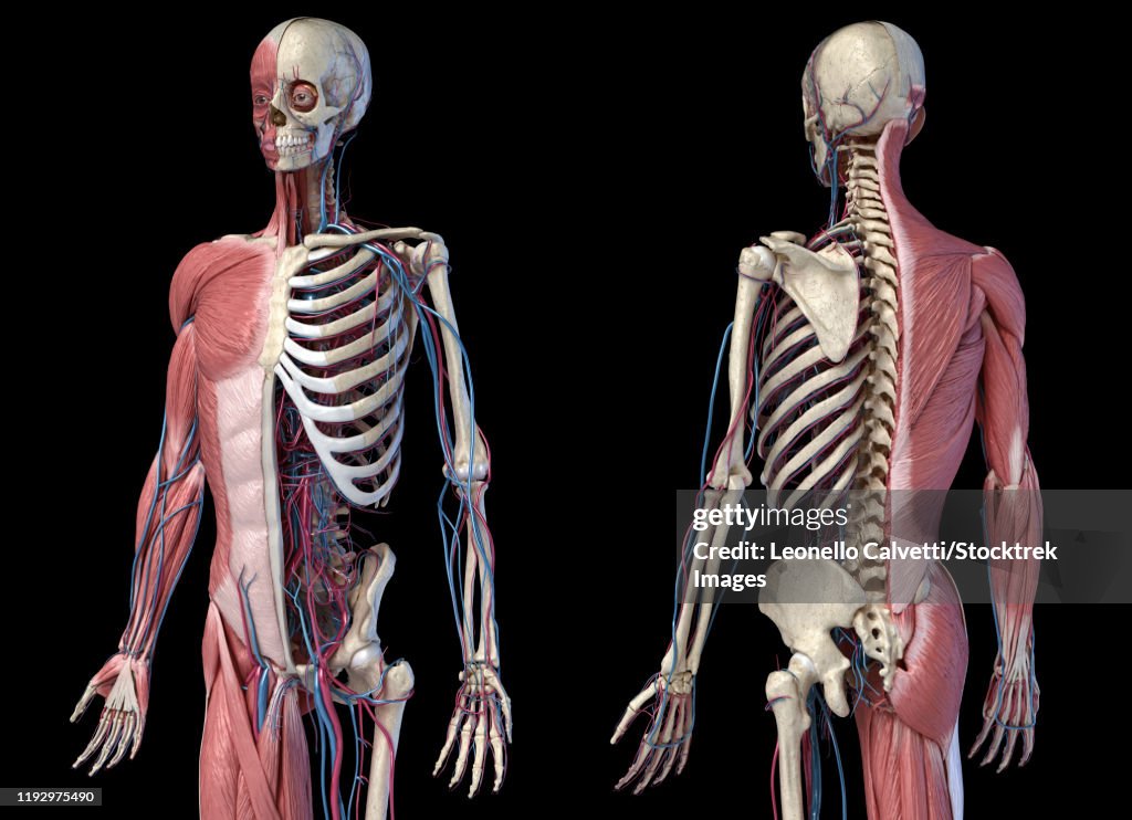 Upper body skeleton with muscles, veins and arteries, black background.