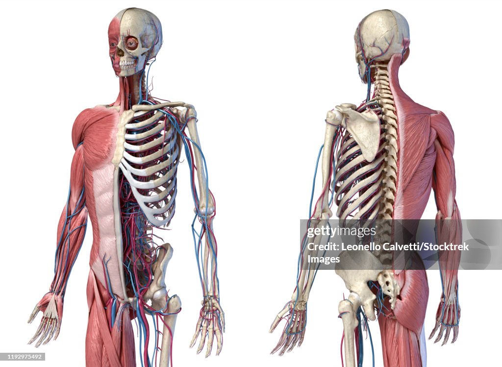 Upper body skeleton with muscles, veins and arteries, white background.