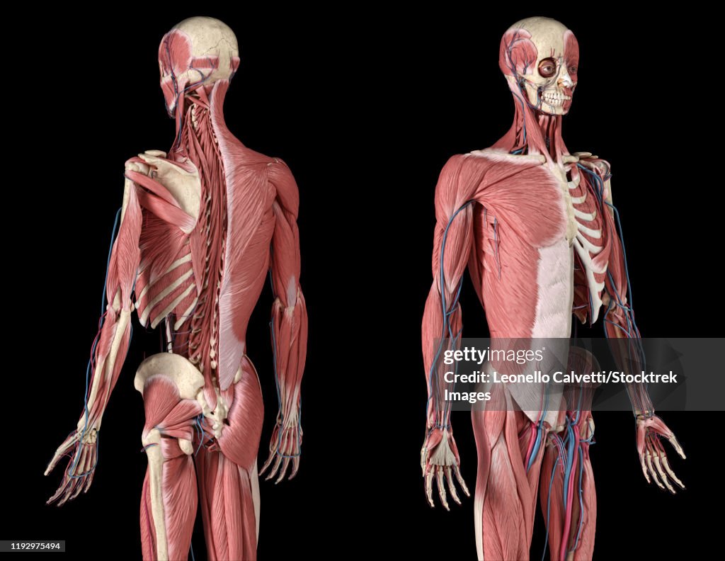 Perspective views of skeleton, muscles, veins and arteries on upper body, black background.