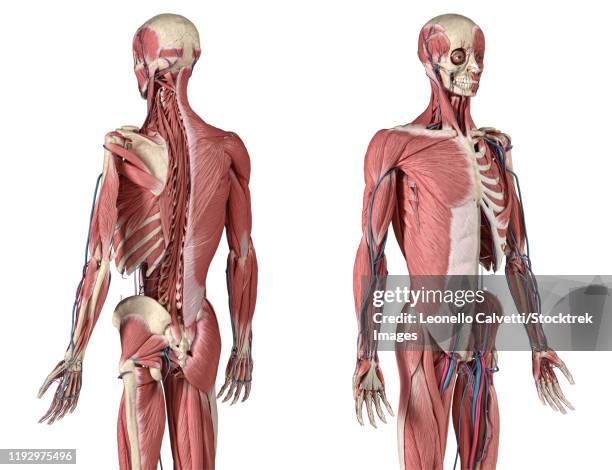 perspective views of skeleton, muscles, veins and arteries on upper body, white background. - muskelfaser stock-grafiken, -clipart, -cartoons und -symbole