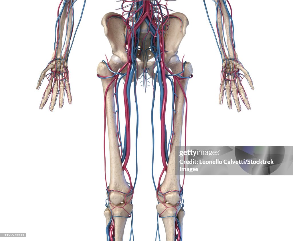Front view of hip, limbs and hands of skeletal system with veins and arteries, white background.