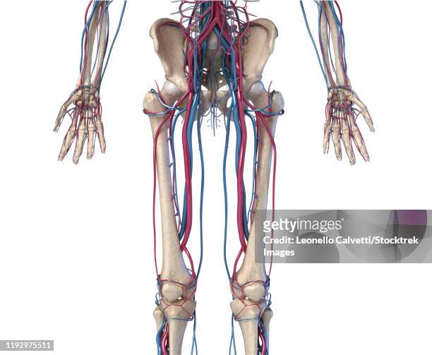 front view of hip, limbs and hands of skeletal system with veins and arteries, white background. - male crotch 幅插畫檔、美工圖案、卡通及圖標
