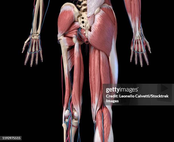 Hamstring Rear View Hamstring Anatomy Stock-Grafiken, -Clipart, -Cartoons und -Symbole ...