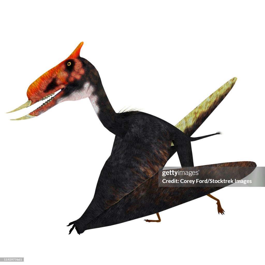 Dsungaripterus pterosaur walking.