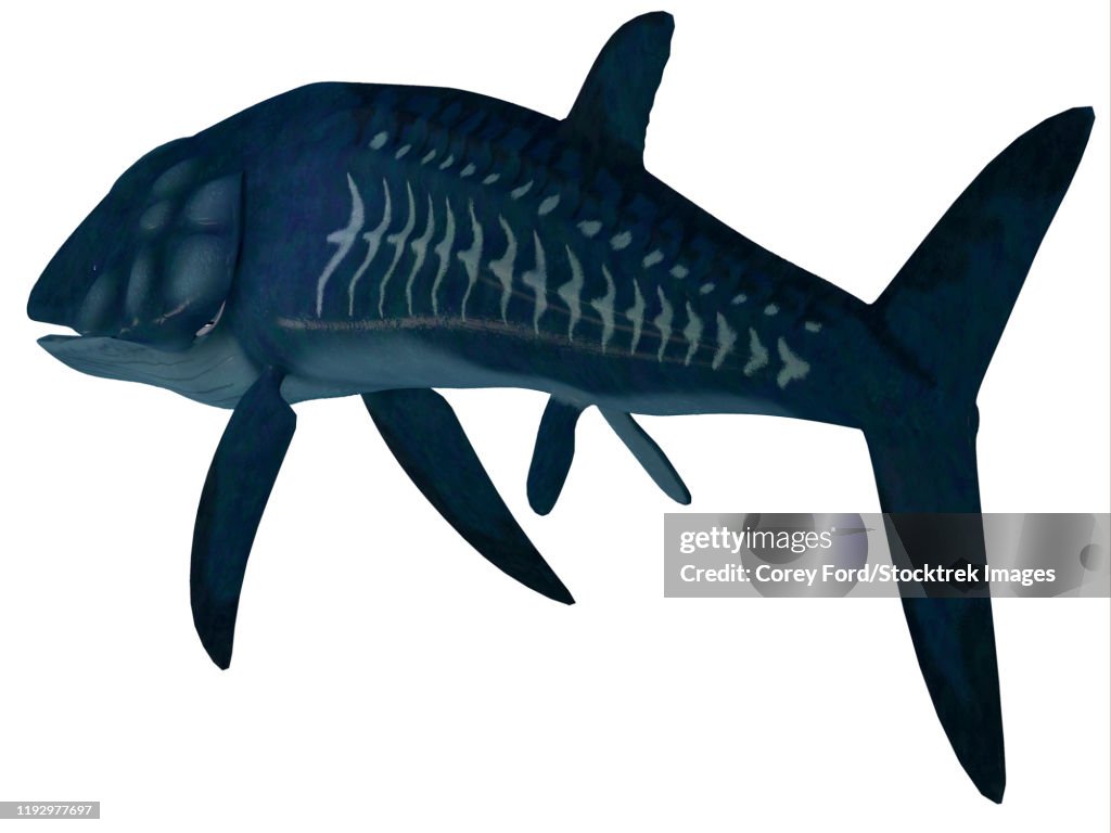 Leedsichthys fish, white background.