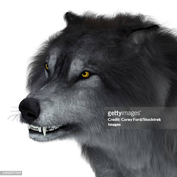 dire wolf head, close-up. - holozän stock-grafiken, -clipart, -cartoons und -symbole
