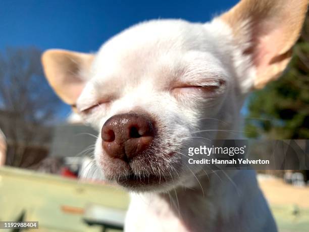 5,188 Funny Animals Sleeping Photos and Premium High Res Pictures - Getty  Images