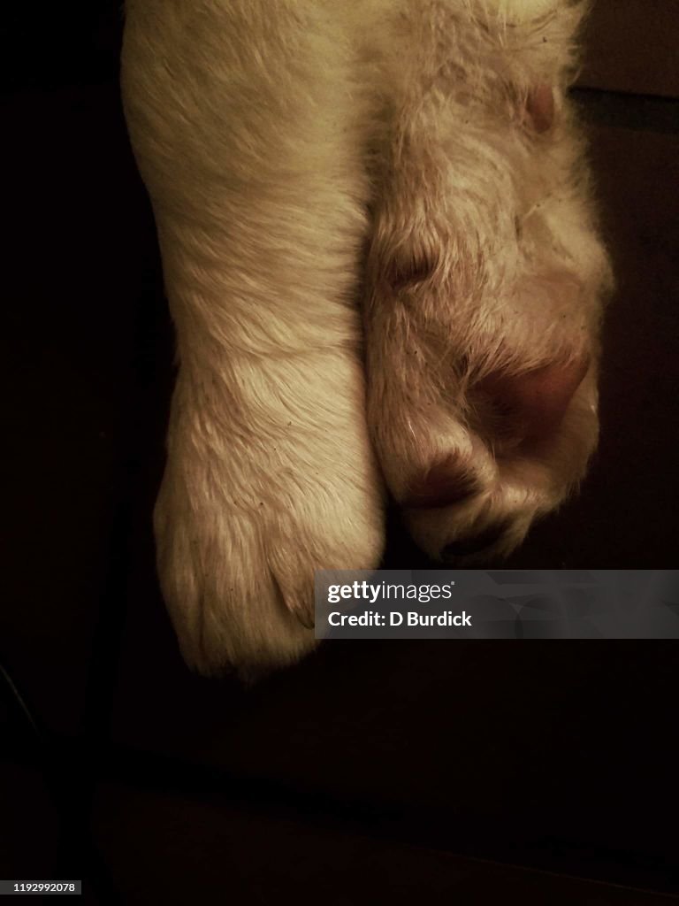 Puppy toes