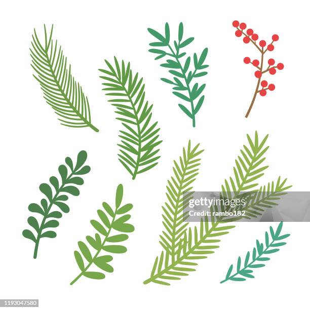 vector christmas elements. set of christmas tree branches. - branch plant part stock illustrations