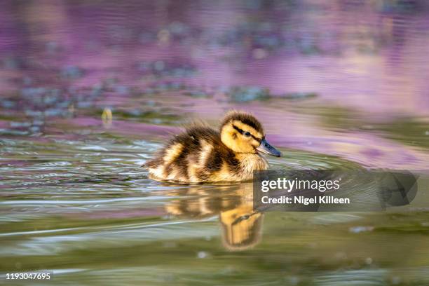 baby duck, tekapo, new zealand - ducklings bildbanksfoton och bilder