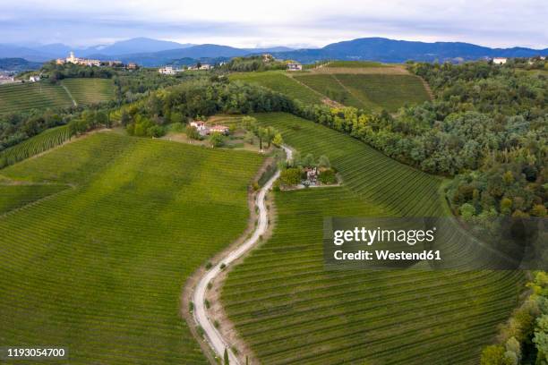 italy, friuli venezia giulia, brazzano, aerial view of winding country road across vast green vineyard - friuli venezia giulia - fotografias e filmes do acervo