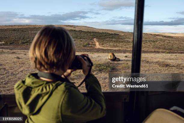 back view of girl taking photo of lion, inverdoorn game reserve, breede river dc, south africa - lion safari stock pictures, royalty-free photos & images