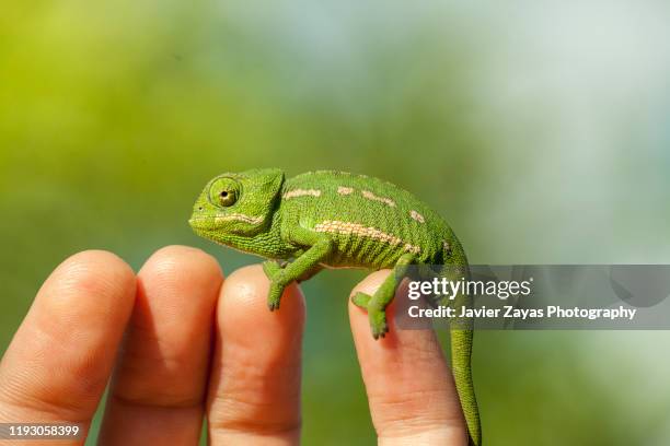 close-up of chameleon on cropped hand against plants background - reptile purse stock-fotos und bilder