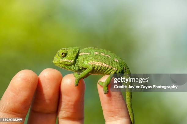 close-up of chameleon on cropped hand against plants background - espèces menacées photos et images de collection