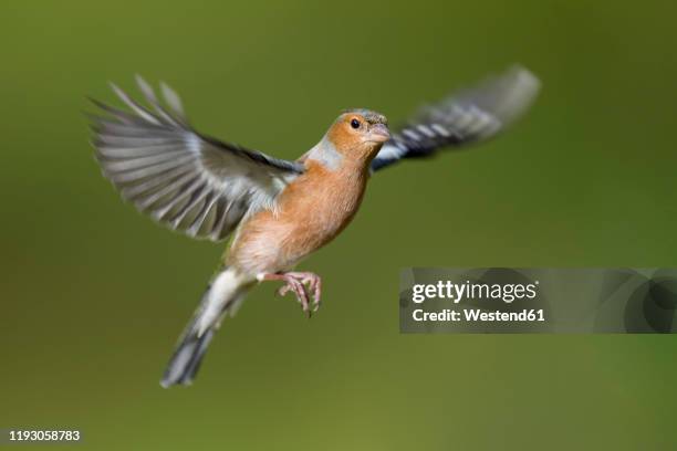 male chaffinch, fringilla coelebs, flying - chaffinch stockfoto's en -beelden