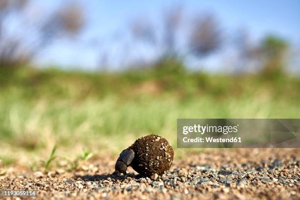 dung beetle rolling its foodkruger national park, lesotho - dung beetle stock-fotos und bilder