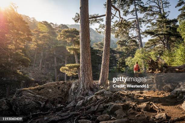 female hiker during hike, albertacce, haute-corse, corsica, france - haute corse bildbanksfoton och bilder