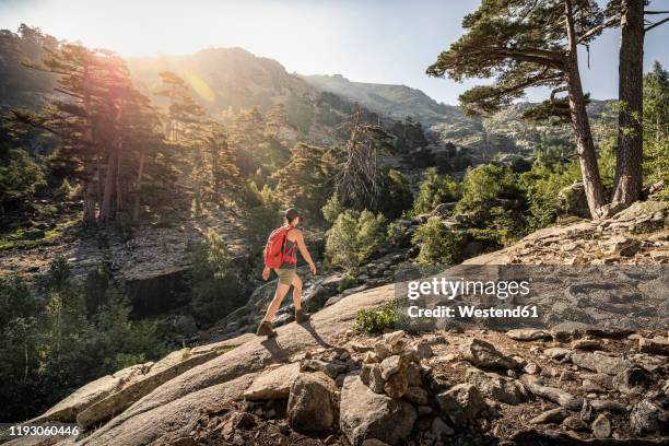 female hiker during hike, albertacce, haute-corse, corsica, france - haute corse bildbanksfoton och bilder