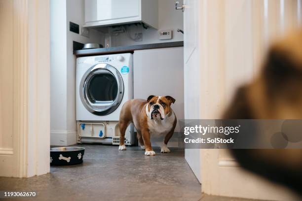 bulldog à la maison - buanderie photos et images de collection