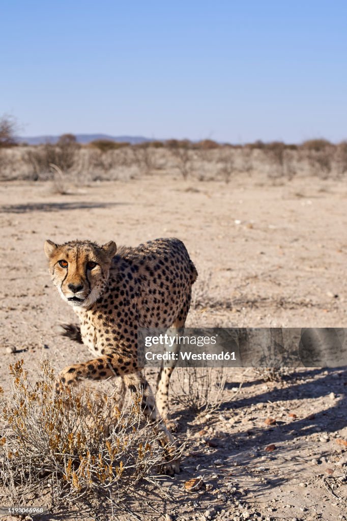 Cheetah in the savanna, Damaraland, Namibia