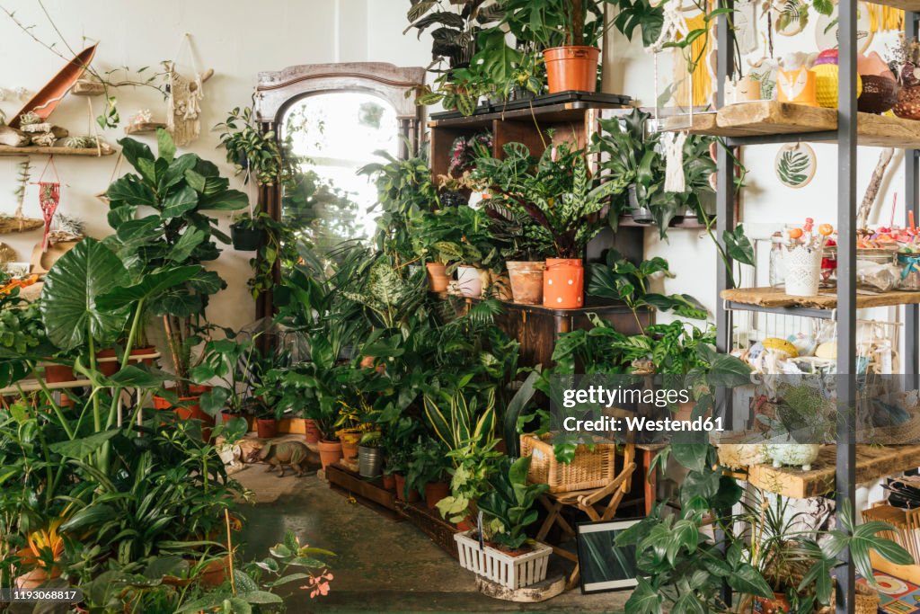 Assortment of plants in a showroom