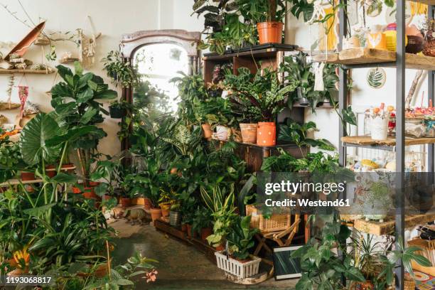 assortment of plants in a showroom - houseplant - fotografias e filmes do acervo