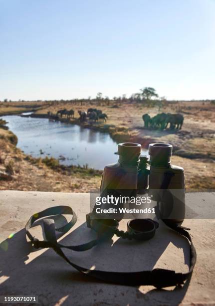 binoculars and a herd of elephants in the river seen from a viewpoint, hwange national park, zimbabwe - safari animals stock photos et images de collection