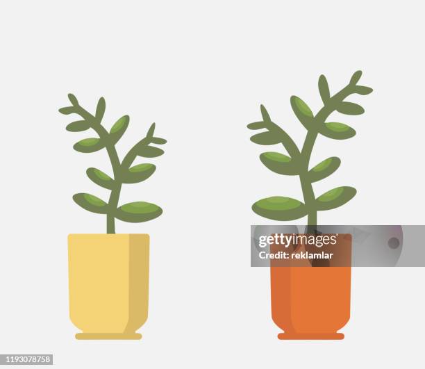 vector realistic fern in a pot. ornamental houseplant. - flower pot stock illustrations