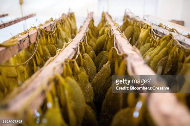 kelp farming - kelp 個照片及圖片檔