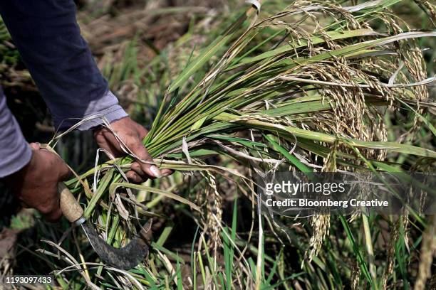rice farming - gras sense stock-fotos und bilder