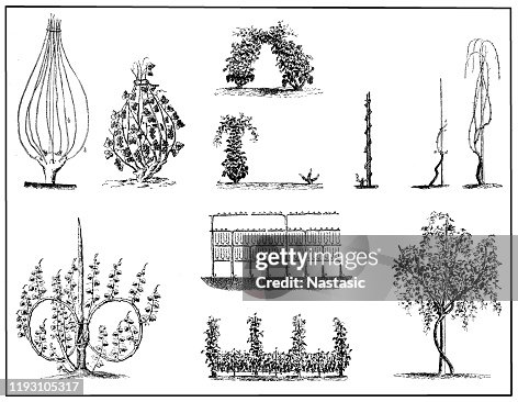 Vine cultivation methods Vine cultivation methods
