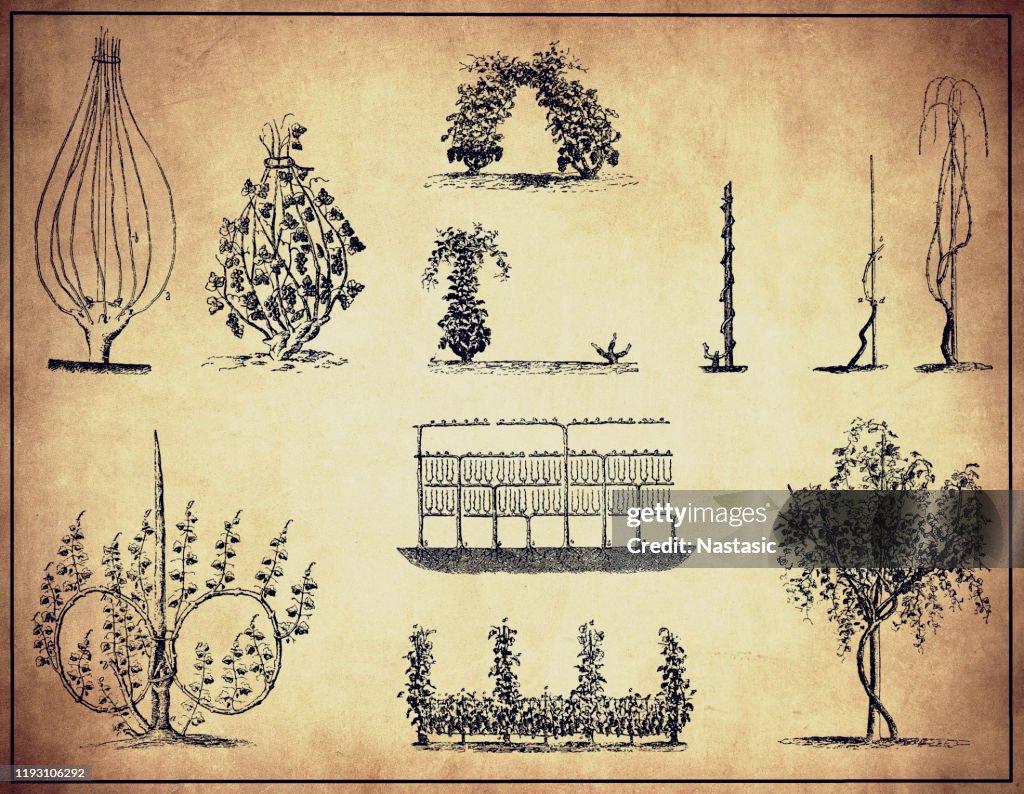 Vine cultivation methods