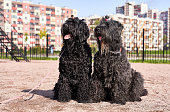 Two large curly Terrier black sitting outdoors