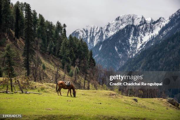 horses are eating grass and himalayas as background. the horse is a pet of kashmir people located in pahalgam, kashmir, india. - kashmir tourist stock pictures, royalty-free photos & images
