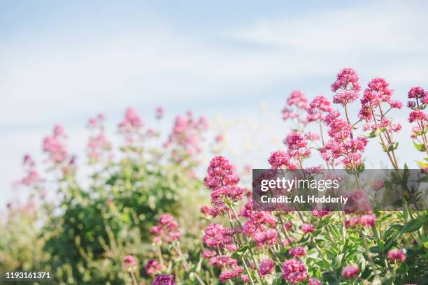 red valerian growing in a hedge - valeriana officinalis stock pictures, royalty-free photos & images