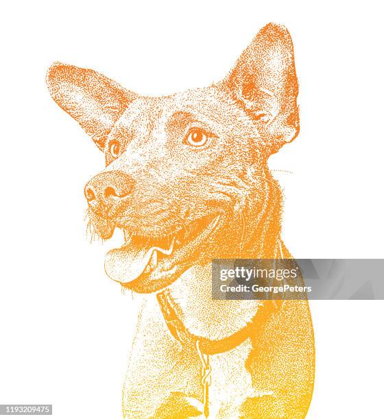 stockillustraties, clipart, cartoons en iconen met blauwe heeler, border collie, gemengd ras hond gemengd ras hond in dierenopvang, hopen te worden aangenomen - australian cattle dog