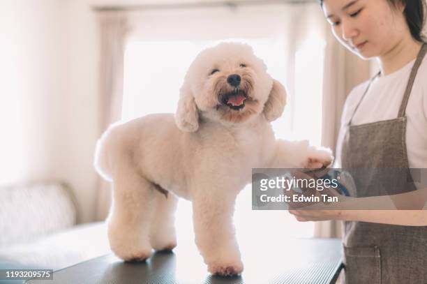 an asian chinese female pet groomer using animal brush to clean up and grooming a toy poodle - pet shop stock pictures, royalty-free photos & images