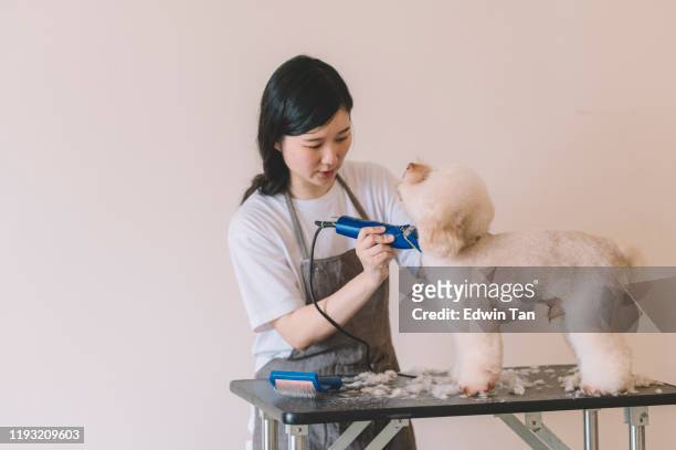 an asian chinese female pet groomer using electronic shaver grooming a toy poodle - shaved dog stock pictures, royalty-free photos & images