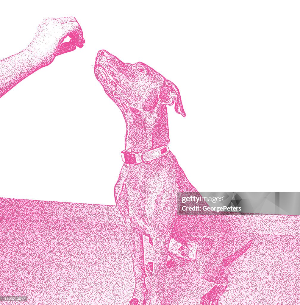 Chocolate Labrador Retriever, Vizsla Mixed-Breed dog in obedience training