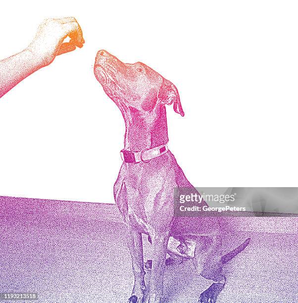 chocolate labrador retriever, vizsla mixed-breed dog in obedience training - vizsla stock illustrations