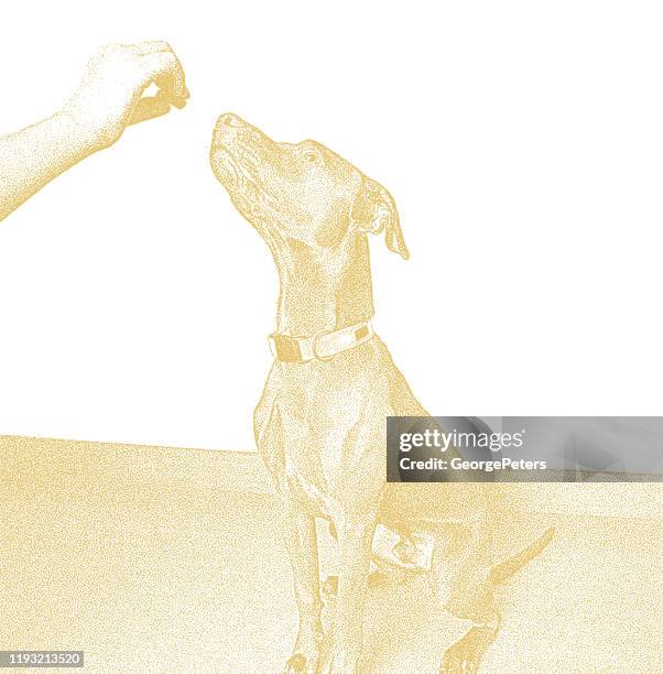 chocolate labrador retriever, vizsla mixed-breed dog in obedience training - vizsla stock illustrations