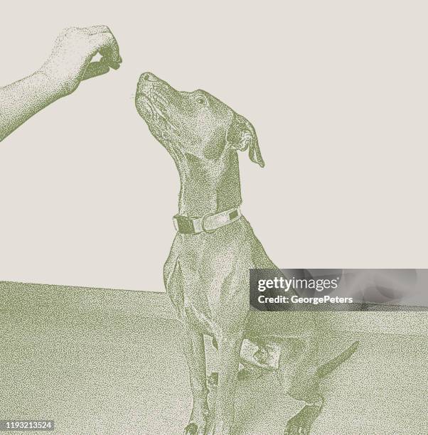 chocolate labrador retriever, vizsla mixed-breed dog in obedience training - vizsla stock illustrations